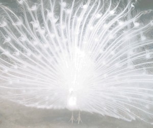 Peacock image